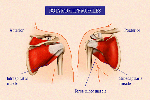 Rotator Cuff Muscles